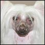 Chinese Crested Dog Dolly