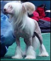 Chinese crested dog Special Agent von Shinbashi