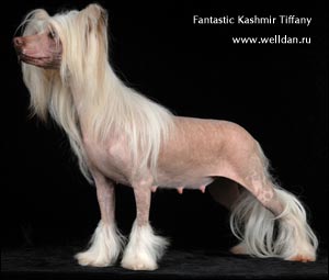 китайская хохлатая собака Fantastic Kashmir Tiffany