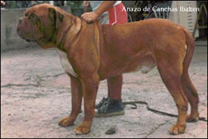 dogue de bordeaux, french mastiff Anazo de Canchas Ibaken