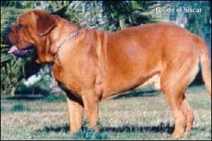 dogue de bordeaux, french mastiff Epi de el Siscar