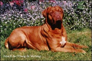 dogue de bordeaux, french mastiff Eros II de l'Etang de Mirloup