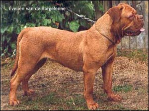 dogue de bordeaux, french mastiff Evelien van de Bargefenne