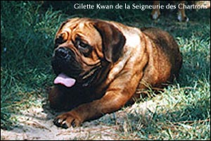 dogue de bordeaux, french mastiff Gilette Kwan de la Seigneurie des Chartrons