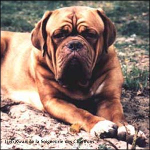 dogue de bordeaux, french mastiff Lieb Kwan de la Seigneurie des Chartrons