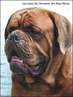 dogue de bordeaux, french mastiff Lucciano du Domaine des Rauchbruy