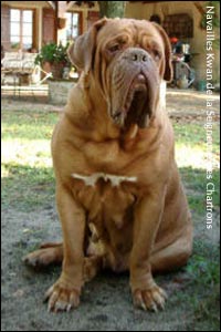 dogue de bordeaux, french mastiff Navailles Kwan de la Seigneurie des Chartrons