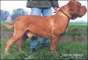dogue de bordeaux, french mastiff Tony de Legeane