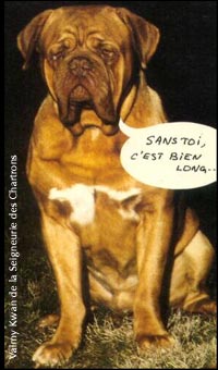 dogue de bordeaux, french mastiff Valmy Kwan de la Seigneurie des Chartrons