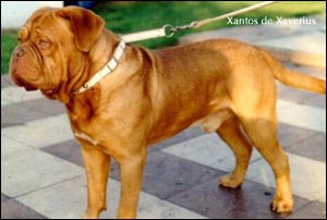 dogue de bordeaux, french mastiff Xantos du Xaverius
