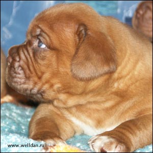 dogue de Bordeaux puppy Bakervill's Style Viski