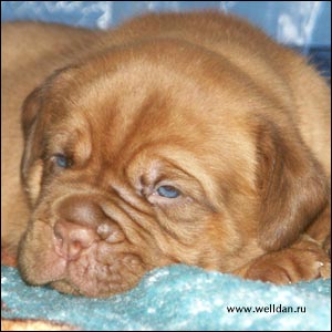 dogue de Bordeaux puppy Bakervill's Style Viski