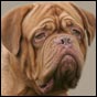 dogue de bordeaux, french mastiff Bakervill's Style Viski