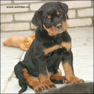rottweiler puppy Rotti's Allyans Ute