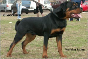 rottweiler puppy Rotti's Allyans Ute