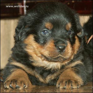 rottweiler puppy Rotti's Allyans Vico