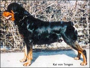 rottweiler Kai von Tengen
